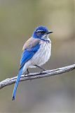 California Scrub-Jay